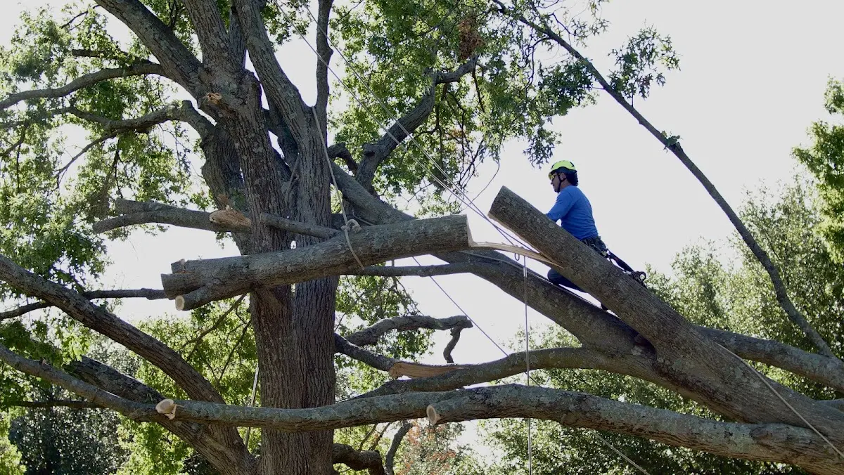 Professional Hazardous Tree Removal performed by certified arborists in Barrington